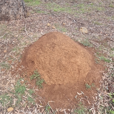 Nasutitermes exitiosus (Snouted termite, Gluegun termite) at Ainslie, ACT - 13 Jun 2024 by AaronClausen