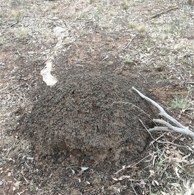 Nasutitermes exitiosus (Snouted termite, Gluegun termite) at Kenny, ACT - 13 Jun 2024 by AaronClausen