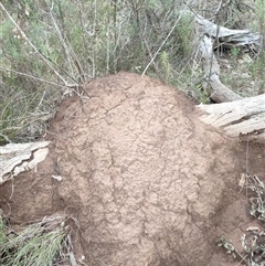 Nasutitermes exitiosus (Snouted termite, Gluegun termite) at Watson, ACT - 13 Jun 2024 by AaronClausen