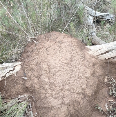 Nasutitermes exitiosus (Snouted termite, Gluegun termite) at Watson, ACT - 13 Jun 2024 by AaronClausen