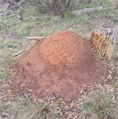 Nasutitermes exitiosus (Snouted termite, Gluegun termite) at Ainslie, ACT - 13 Jun 2024 by AaronClausen