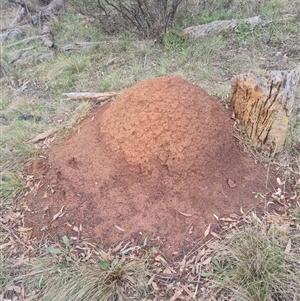 Nasutitermes exitiosus at Ainslie, ACT - 13 Jun 2024