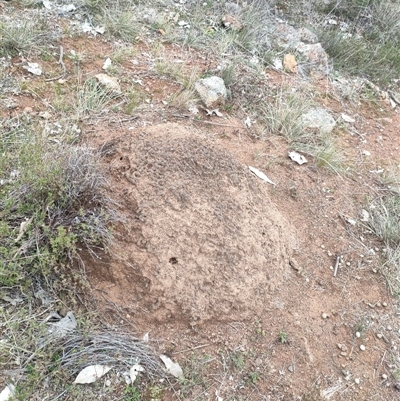 Nasutitermes exitiosus (Snouted termite, Gluegun termite) at Watson, ACT - 13 Jun 2024 by AaronClausen