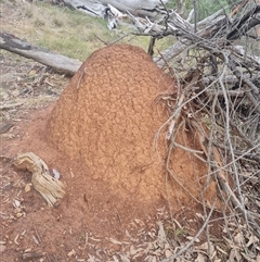 Nasutitermes exitiosus (Snouted termite, Gluegun termite) at Ainslie, ACT - 13 Jun 2024 by AaronClausen