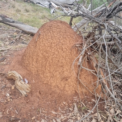 Nasutitermes exitiosus (Snouted termite, Gluegun termite) at Ainslie, ACT - 13 Jun 2024 by AaronClausen