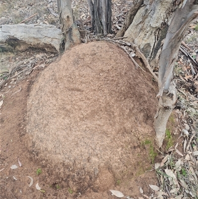 Nasutitermes exitiosus (Snouted termite, Gluegun termite) at Ainslie, ACT - 13 Jun 2024 by AaronClausen