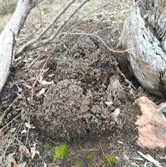 Nasutitermes exitiosus (Snouted termite, Gluegun termite) at Kenny, ACT - 13 Jun 2024 by AaronClausen