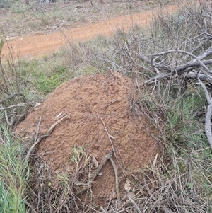 Nasutitermes exitiosus at Ainslie, ACT - 13 Jun 2024