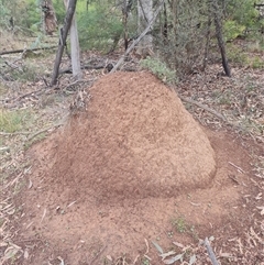 Nasutitermes exitiosus (Snouted termite, Gluegun termite) at Ainslie, ACT - 13 Jun 2024 by AaronClausen