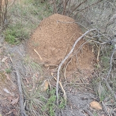 Nasutitermes exitiosus (Snouted termite, Gluegun termite) at Ainslie, ACT - 13 Jun 2024 by AaronClausen