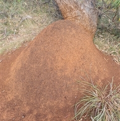 Nasutitermes exitiosus (Snouted termite, Gluegun termite) at Ainslie, ACT - 13 Jun 2024 by AaronClausen