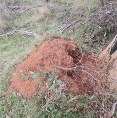 Nasutitermes exitiosus (Snouted termite, Gluegun termite) at Ainslie, ACT - 13 Jun 2024 by AaronClausen