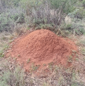 Nasutitermes exitiosus at Ainslie, ACT - suppressed