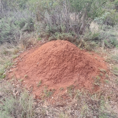 Nasutitermes exitiosus (Snouted termite, Gluegun termite) at Ainslie, ACT - 13 Jun 2024 by AaronClausen