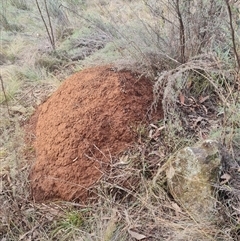 Nasutitermes exitiosus (Snouted termite, Gluegun termite) at Ainslie, ACT - 13 Jun 2024 by AaronClausen