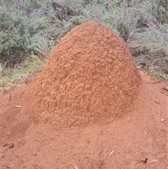 Nasutitermes exitiosus (Snouted termite, Gluegun termite) at Ainslie, ACT - 13 Jun 2024 by AaronClausen