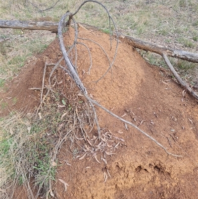 Nasutitermes exitiosus (Snouted termite, Gluegun termite) at Ainslie, ACT - 13 Jun 2024 by AaronClausen