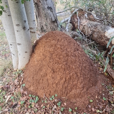 Nasutitermes exitiosus (Snouted termite, Gluegun termite) at Ainslie, ACT - 14 Jun 2024 by DonFletcher