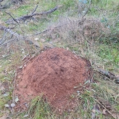 Nasutitermes exitiosus (Snouted termite, Gluegun termite) at Ainslie, ACT - 13 Jun 2024 by AaronClausen