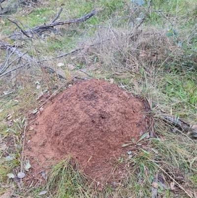 Nasutitermes exitiosus (Snouted termite, Gluegun termite) at Ainslie, ACT - 13 Jun 2024 by AaronClausen