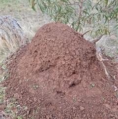 Nasutitermes exitiosus (Snouted termite, Gluegun termite) at Ainslie, ACT - 13 Jun 2024 by AaronClausen