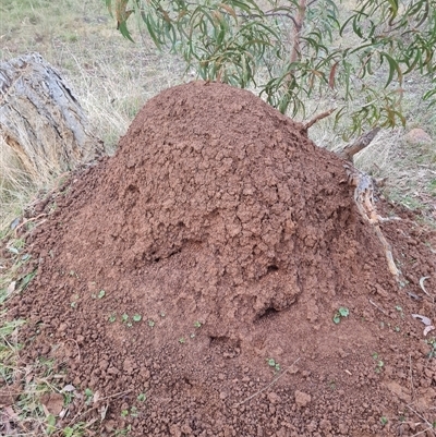 Nasutitermes exitiosus (Snouted termite, Gluegun termite) at Ainslie, ACT - 13 Jun 2024 by AaronClausen