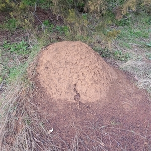 Nasutitermes exitiosus at Ainslie, ACT - 14 Jun 2024