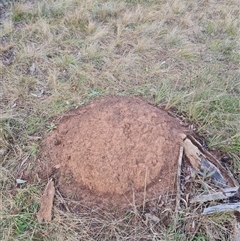 Nasutitermes exitiosus (Snouted termite, Gluegun termite) at Ainslie, ACT - 13 Jun 2024 by AaronClausen