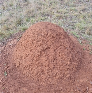 Nasutitermes exitiosus at Ainslie, ACT - 14 Jun 2024