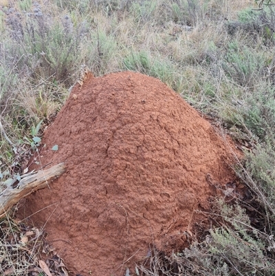 Nasutitermes exitiosus (Snouted termite, Gluegun termite) at Ainslie, ACT - 13 Jun 2024 by AaronClausen