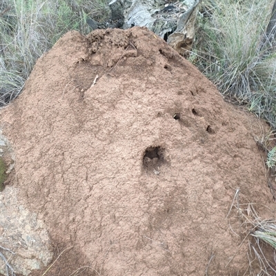 Nasutitermes exitiosus (Snouted termite, Gluegun termite) at Hackett, ACT - 13 Jun 2024 by AaronClausen