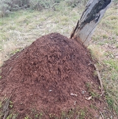 Nasutitermes exitiosus (Snouted termite, Gluegun termite) at Ainslie, ACT - 14 Jun 2024 by DonFletcher