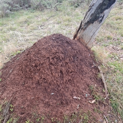 Nasutitermes exitiosus (Snouted termite, Gluegun termite) at Ainslie, ACT - 13 Jun 2024 by AaronClausen