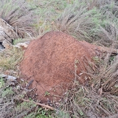 Nasutitermes exitiosus (Snouted termite, Gluegun termite) at Ainslie, ACT - 13 Jun 2024 by AaronClausen