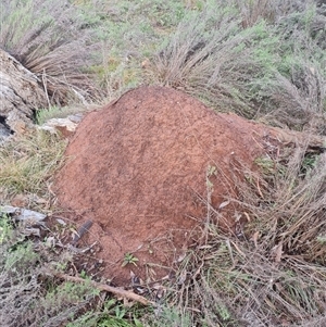 Nasutitermes exitiosus at Ainslie, ACT - suppressed