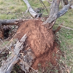 Nasutitermes exitiosus (Snouted termite, Gluegun termite) at Ainslie, ACT - 14 Jun 2024 by DonFletcher