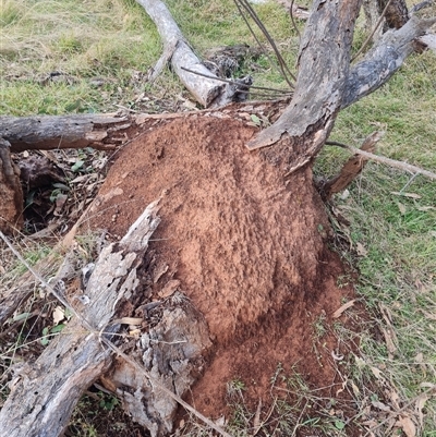 Nasutitermes exitiosus (Snouted termite, Gluegun termite) at Ainslie, ACT - 14 Jun 2024 by DonFletcher