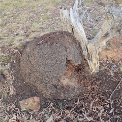 Nasutitermes exitiosus (Snouted termite, Gluegun termite) at Ainslie, ACT - 13 Jun 2024 by AaronClausen