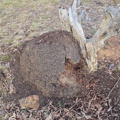 Nasutitermes exitiosus (Snouted termite, Gluegun termite) at Ainslie, ACT - 13 Jun 2024 by AaronClausen