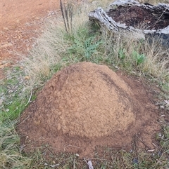 Nasutitermes exitiosus (Snouted termite, Gluegun termite) at Ainslie, ACT - 13 Jun 2024 by AaronClausen