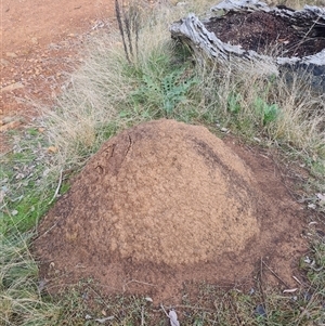 Nasutitermes exitiosus at Ainslie, ACT - 14 Jun 2024