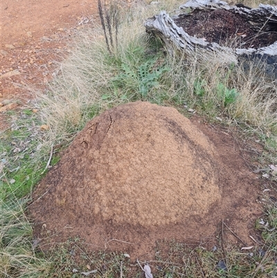 Nasutitermes exitiosus (Snouted termite, Gluegun termite) at Ainslie, ACT - 14 Jun 2024 by DonFletcher