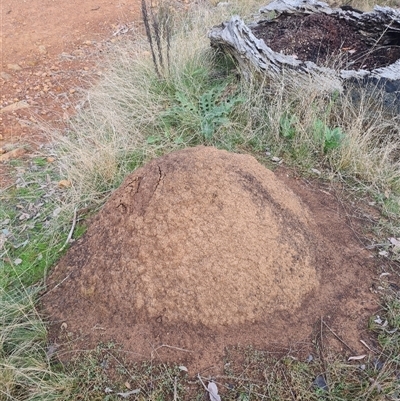 Nasutitermes exitiosus (Snouted termite, Gluegun termite) at Ainslie, ACT - 13 Jun 2024 by AaronClausen