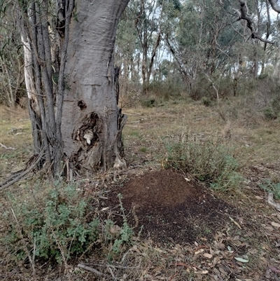 Nasutitermes exitiosus (Snouted termite, Gluegun termite) at Pialligo, ACT - 13 Jun 2024 by AaronClausen