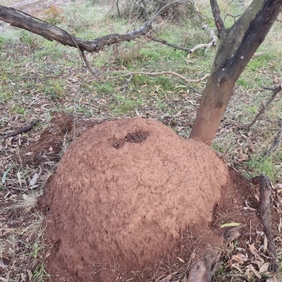 Nasutitermes exitiosus (Snouted termite, Gluegun termite) at Ainslie, ACT - 13 Jun 2024 by AaronClausen