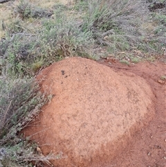 Nasutitermes exitiosus (Snouted termite, Gluegun termite) at Ainslie, ACT - 13 Jun 2024 by AaronClausen