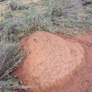 Nasutitermes exitiosus at Ainslie, ACT - 14 Jun 2024