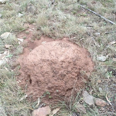 Nasutitermes exitiosus (Snouted termite, Gluegun termite) at Watson, ACT - 13 Jun 2024 by AaronClausen