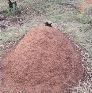 Nasutitermes exitiosus at Ainslie, ACT - suppressed