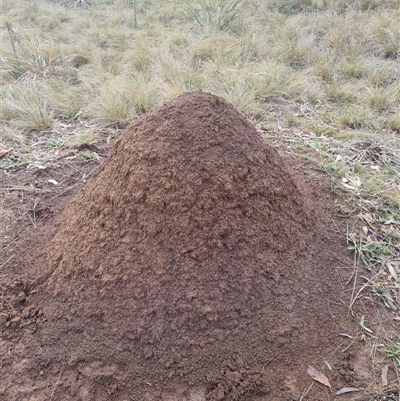 Nasutitermes exitiosus (Snouted termite, Gluegun termite) at Ainslie, ACT - 13 Jun 2024 by AaronClausen